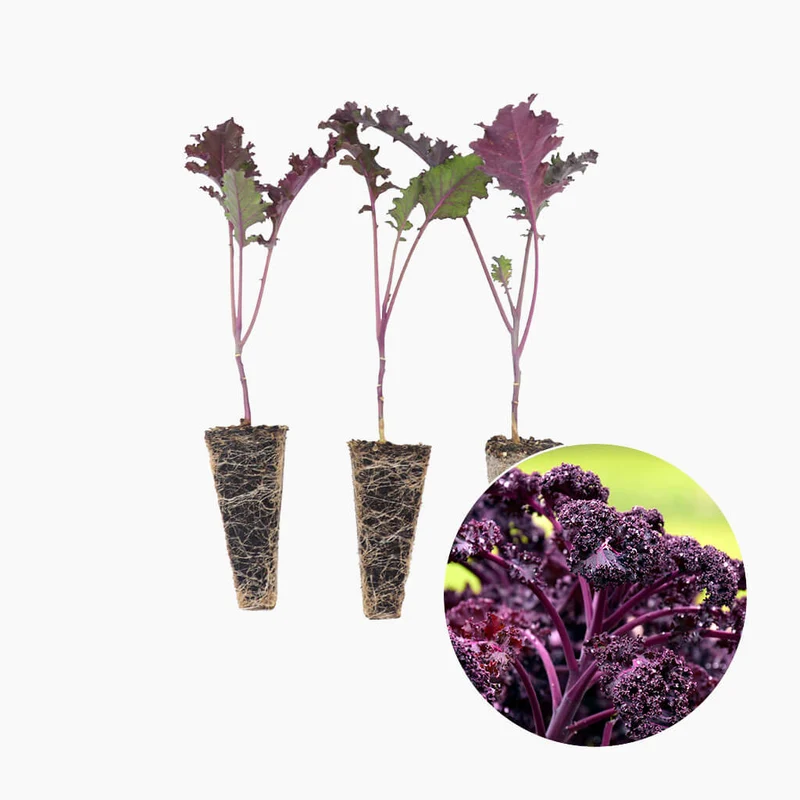 Plantón Col Kale Morada 10 Unidades - PlantaBo