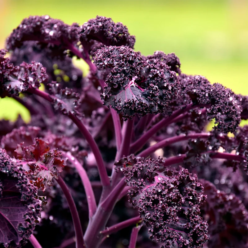 Plantón Col Kale Morada 10 Unidades - PlantaBo