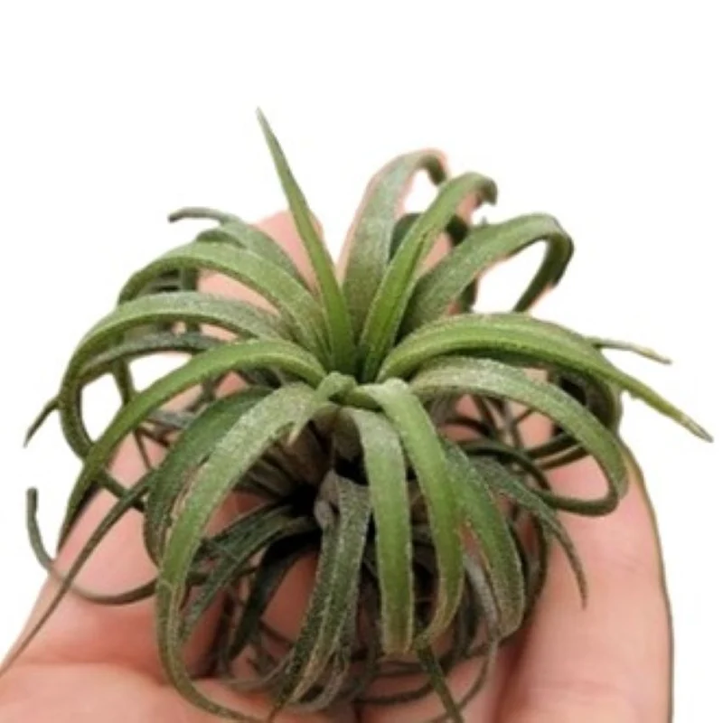 Tillandsia Ionantha 'curly'; Planta Del Aire Rizada; Curiosarium; Altura 6-7 Cm. Diámetro 11-12 Cm