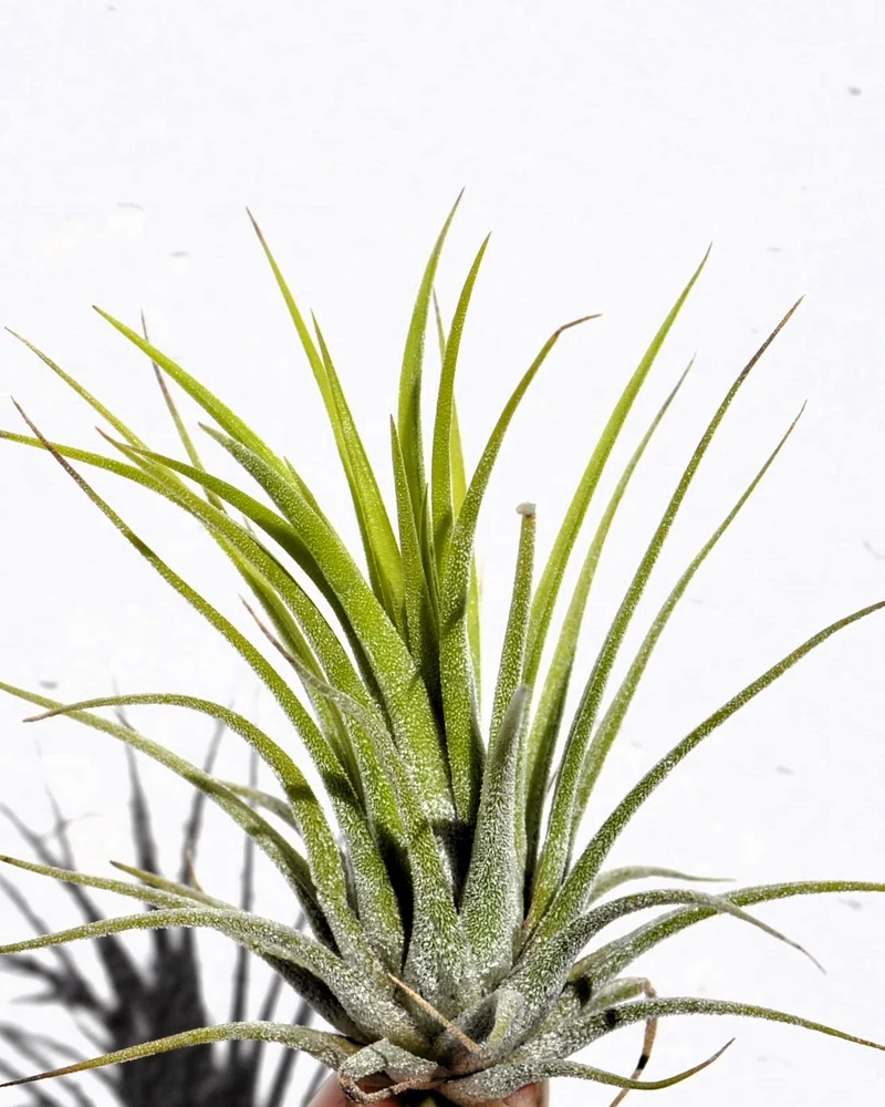 Tillandsia Ionantha Var. Ionantha [m]; Planta Del Aire; Curiosarium; Altura 7-10 Cm