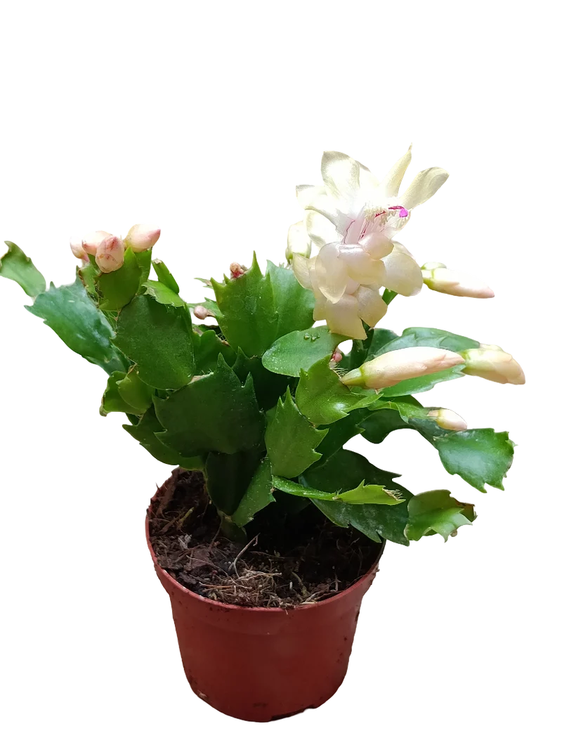 Cactus De Navidad Flor Amarilla Planta Colgante Ø9