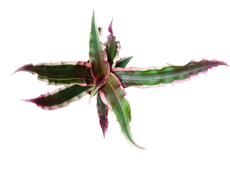 Cryptanthus Sp3 Bromelia Planta Natural Ø9