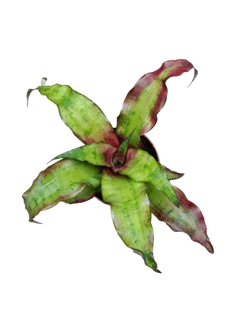 Cryptanthus Sp2 Bromelia Planta Natural Con Color Ø9