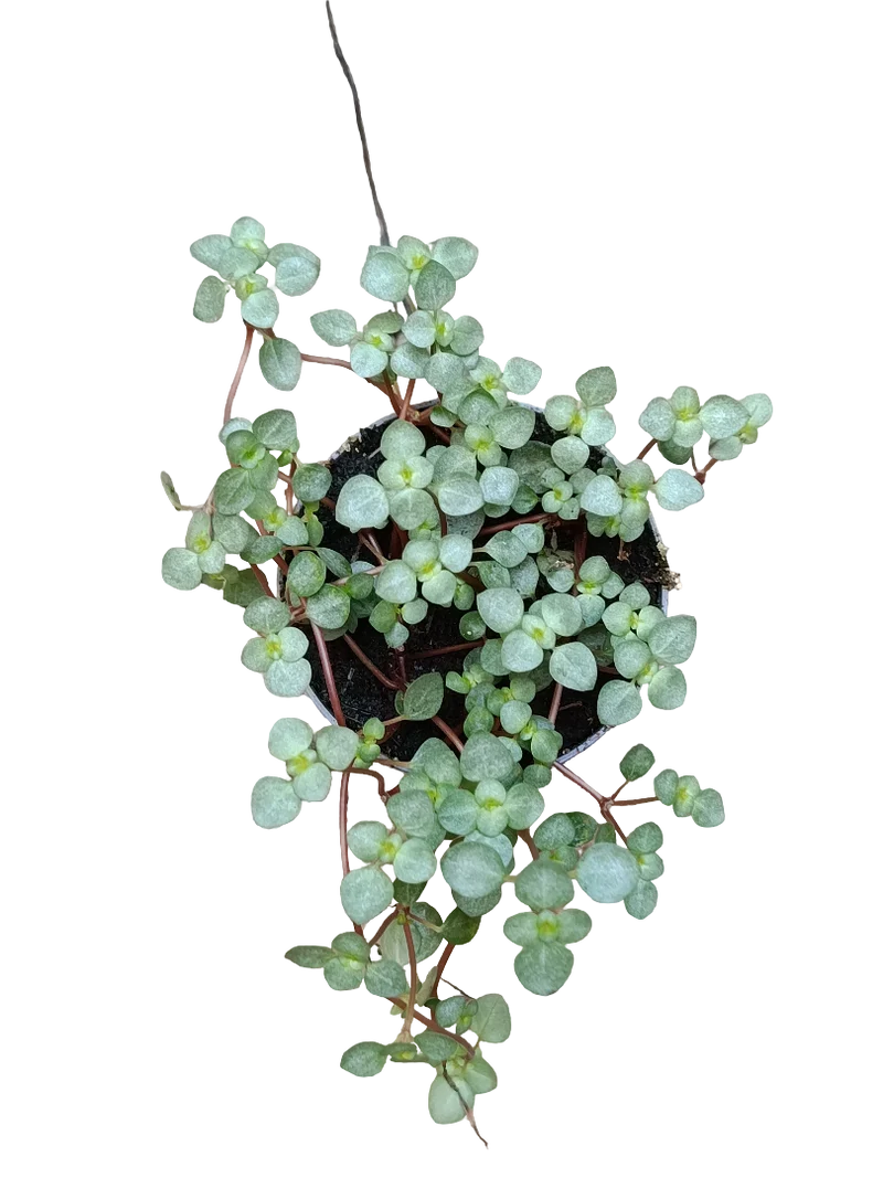 Pilea Glaucophyla Planta De Interior Colgante Ø6