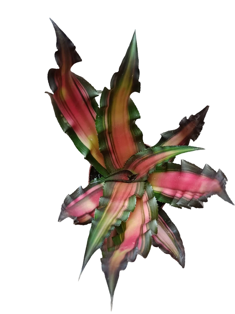Cryptanthus Sp1 Planta Natural Bromelia De Color Ø9