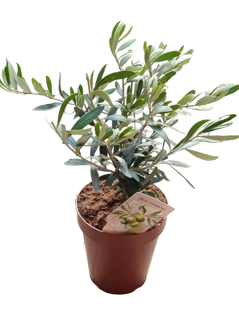 Olivo Ø14 Altura 35 Cms Planta Ideal Para Bonsai O Decoración
