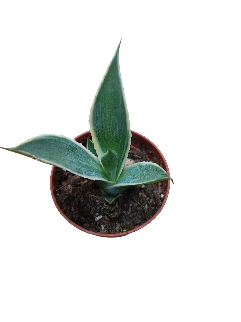 Agave Chiapensis Multicolor Planta Joven 5 Cms