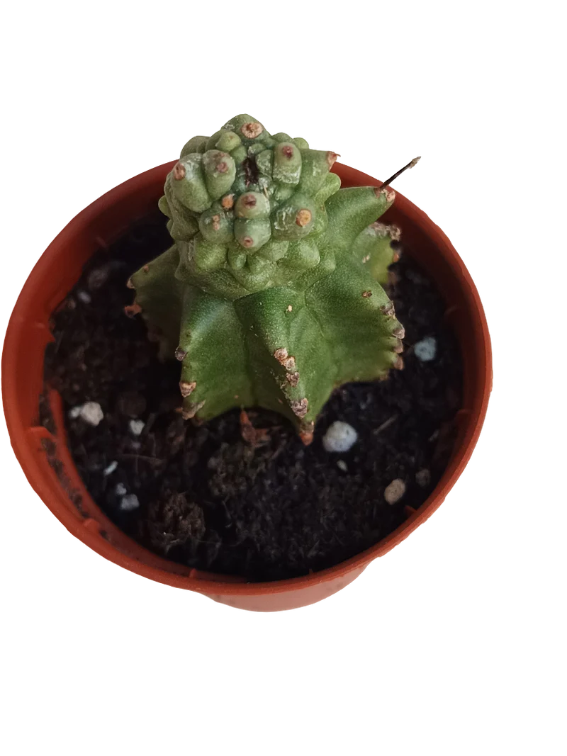 Euphorbia Kikko Planta Suculenta Ø5