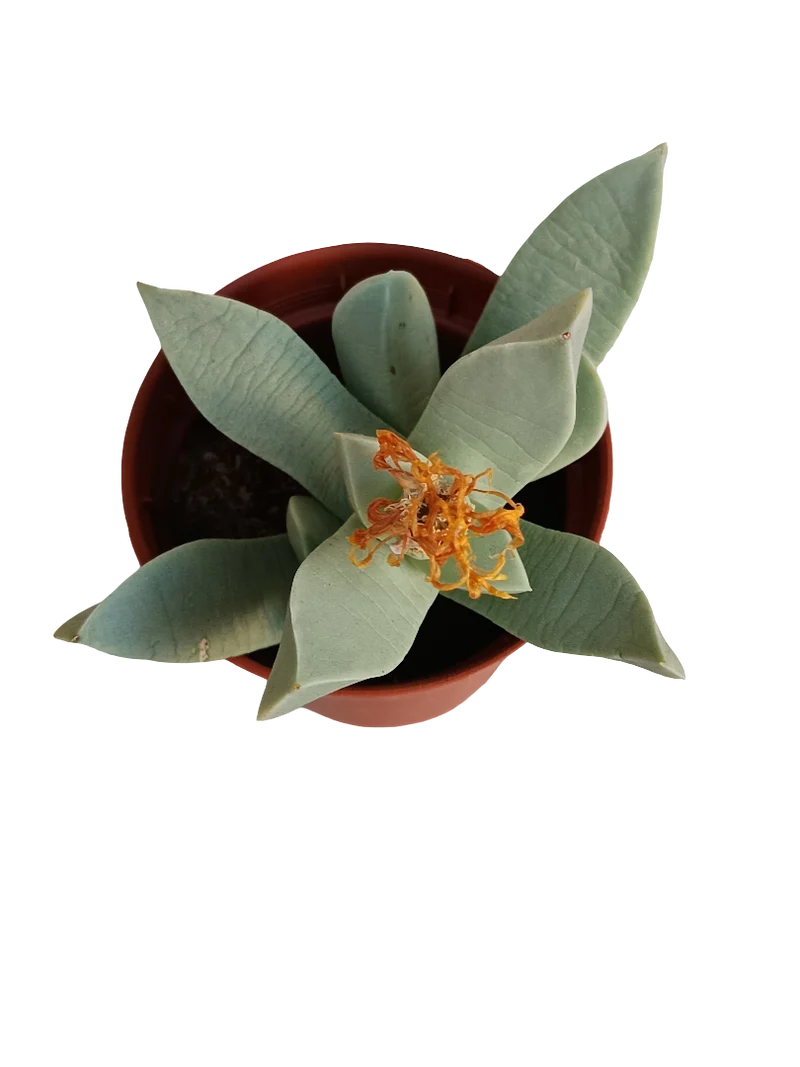 Machairophyllum Brevifolium Planta Suculenta Ø8