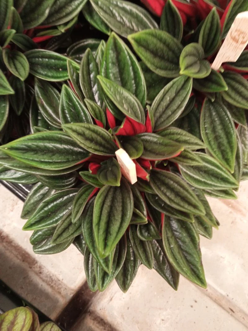 Peperomia Cappe Rosso Planta De Interior