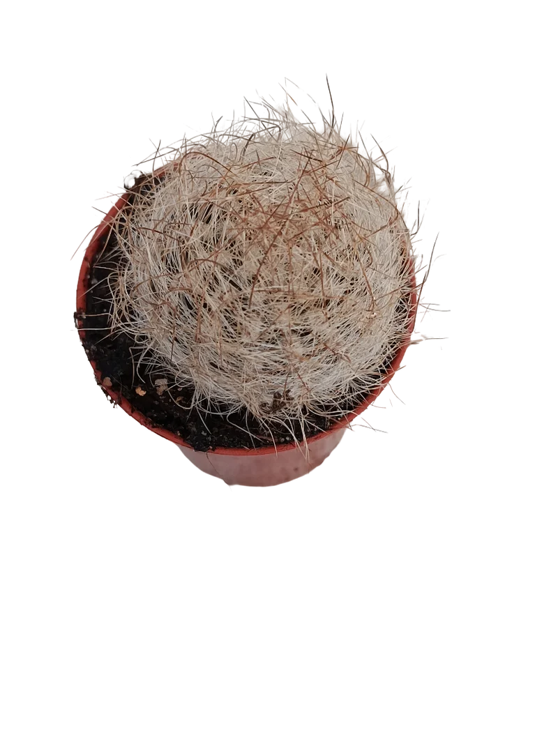 Eriosyce Senilis Cactus Ø5 Planta Natural