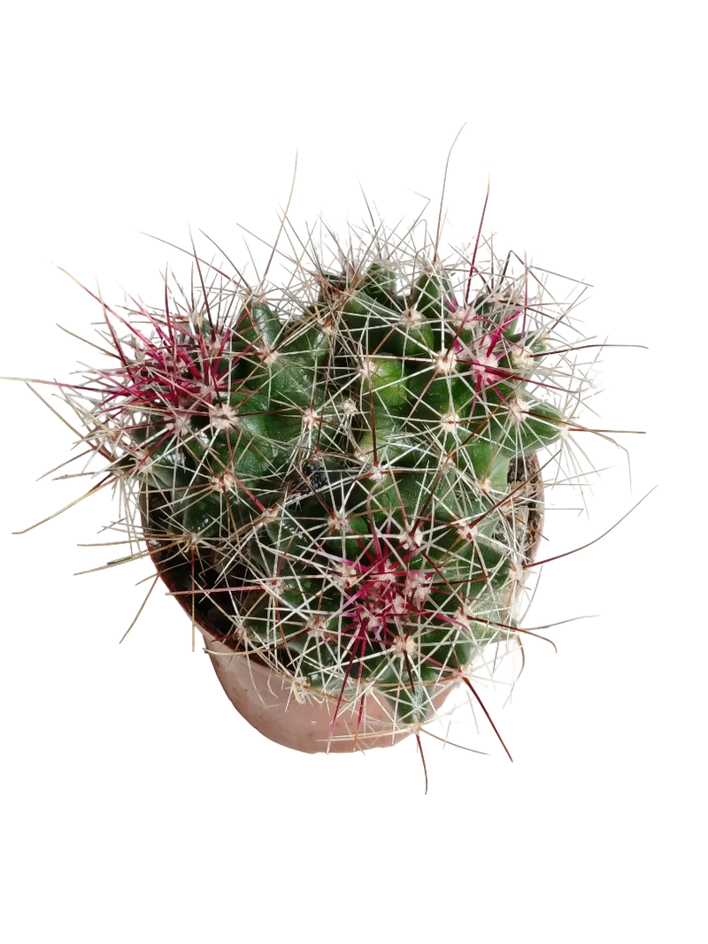 Ferocactus Stanesii Cactus Planta Natural Ø5
