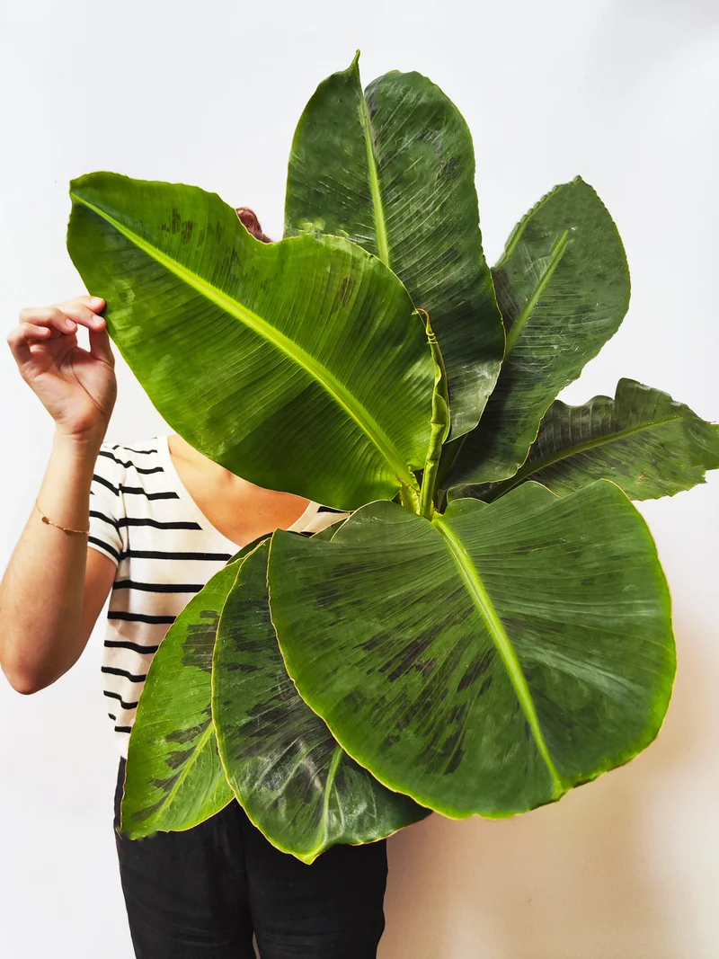 Platanera o Musa | Altura 100cm - Maceta 21cm