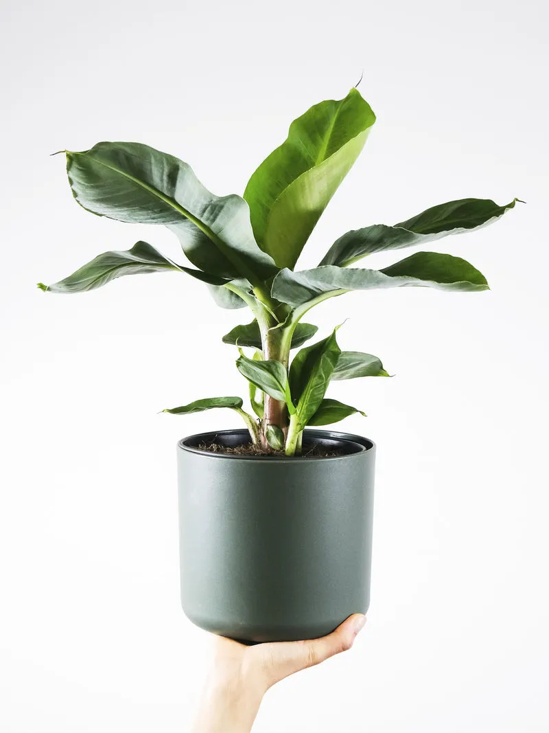 Platanera o Musa | Altura 100cm - Maceta 21cm