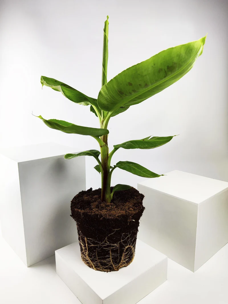 Platanera o Musa | Altura 100cm - Maceta 21cm