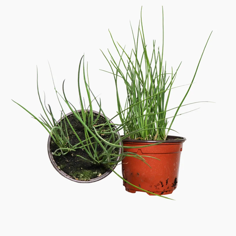 Maceta Cebollino 10,5 Cm - Plantabo