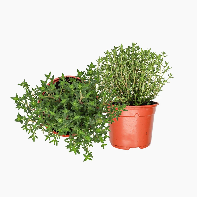 Maceta Tomillo Verde 10,5 Cm - Plantabo
