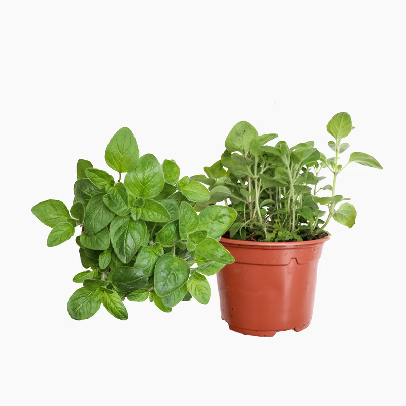 Maceta Orégano 10,5 Cm - Plantabo