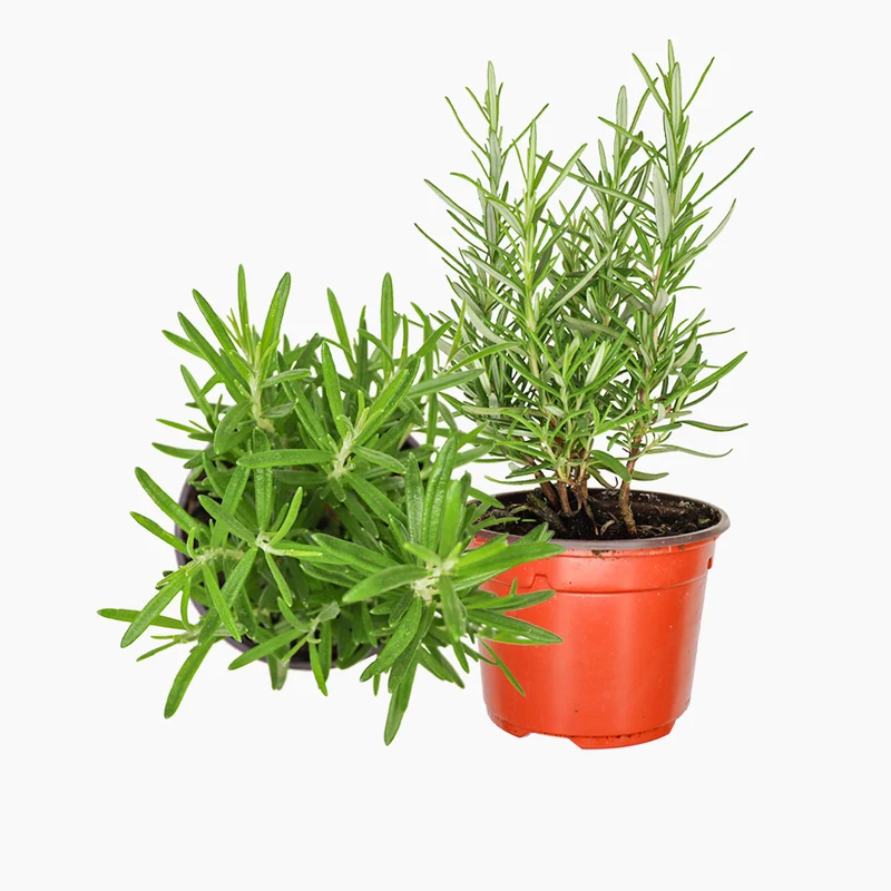 Maceta Romero Alto 10,5 Cm - Plantabo