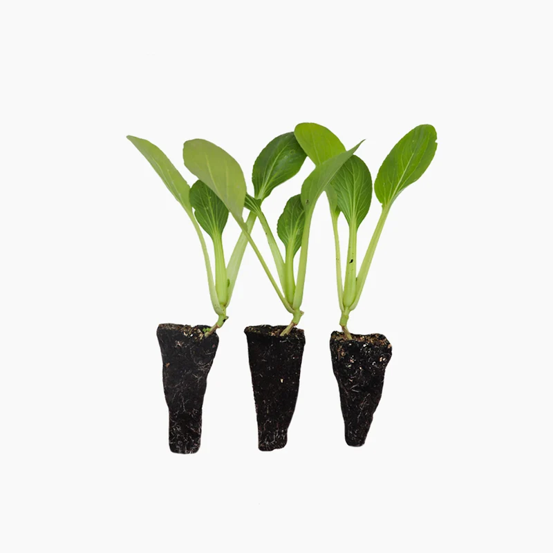 Plantón Pak Choi - PlantaBo