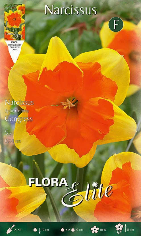 Bulbos Narciso amarillo centro naranja 5 uds