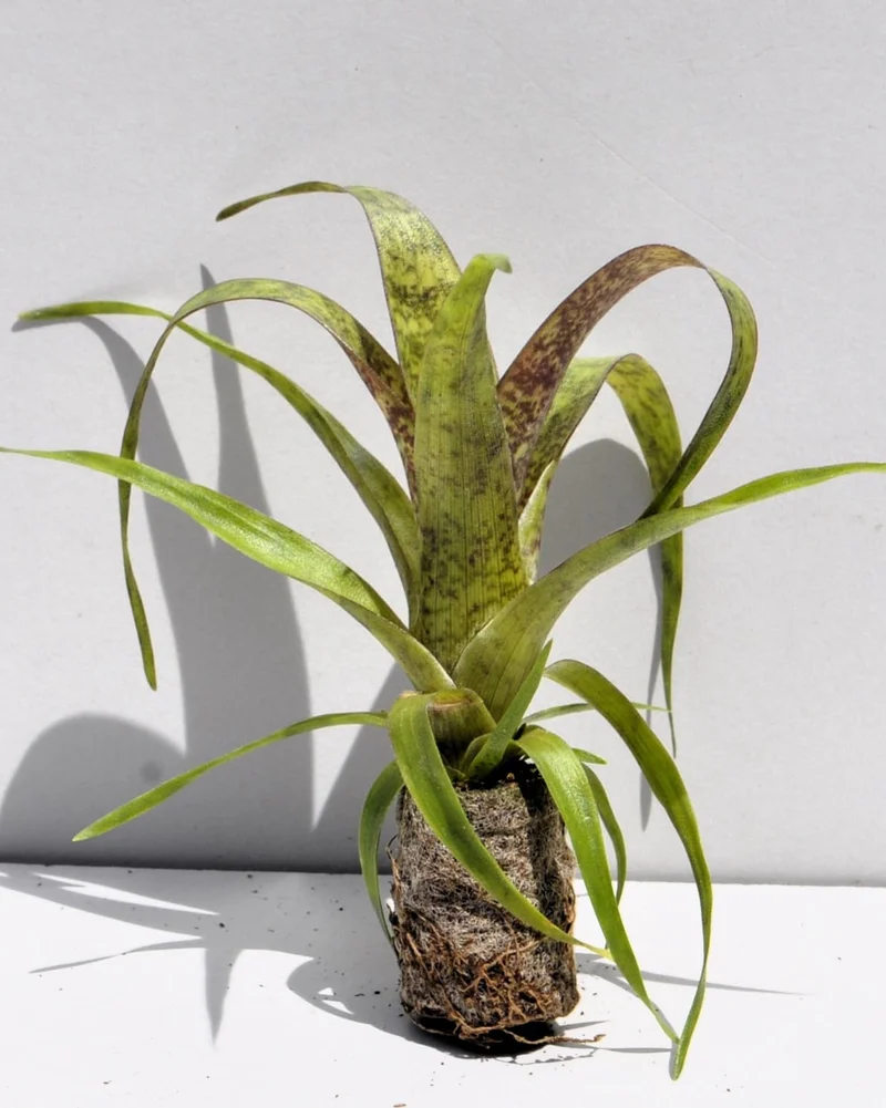 Vriesea 'Red Chestnut' S; bromelia castaño rojo; Curiosarium; altura 10-15 cm, diámetro 12 cm, sin sustrato