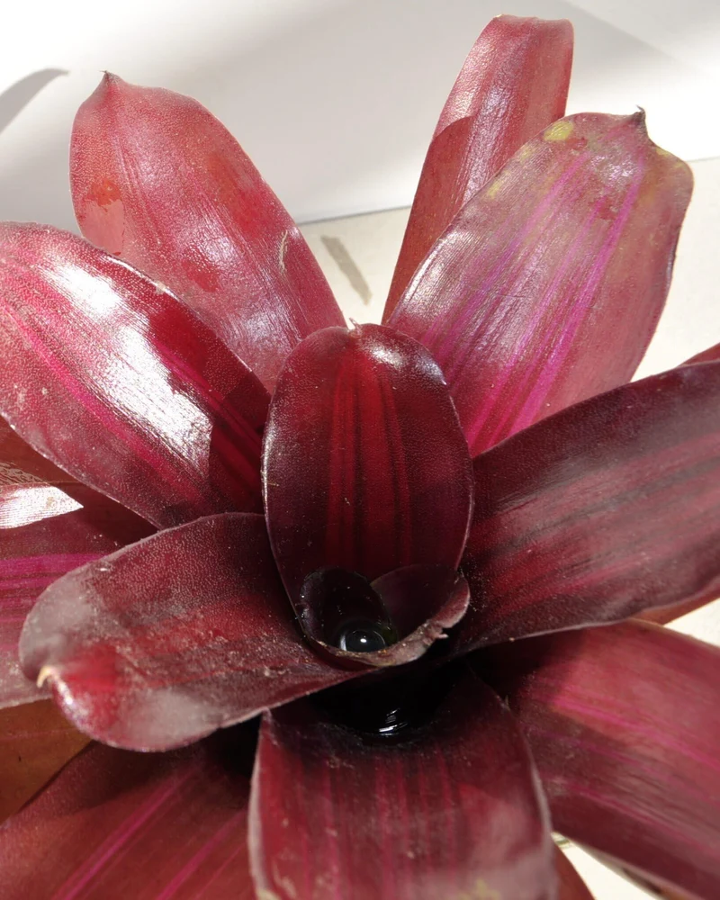 Neoregelia 'Iris'; bromelia purpúrea, apta para terrarios; Curiosarium; altura 15-18 cm, diámetro 12-15 cm