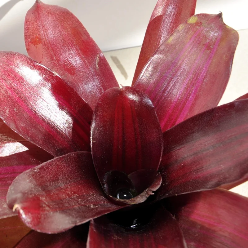 Neoregelia 'Iris'; bromelia purpúrea, apta para terrarios; Curiosarium; altura 15-18 cm, diámetro 12-15 cm