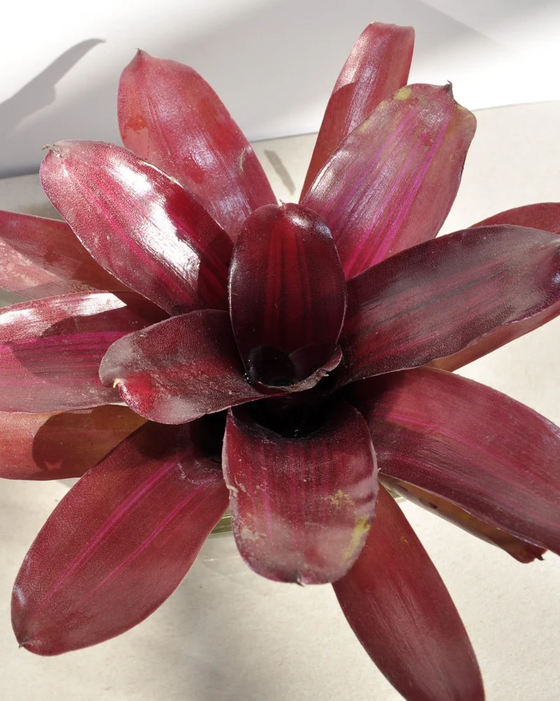 Neoregelia 'Iris'; bromelia purpúrea, apta para terrarios; Curiosarium; altura 15-18 cm, diámetro 12-15 cm