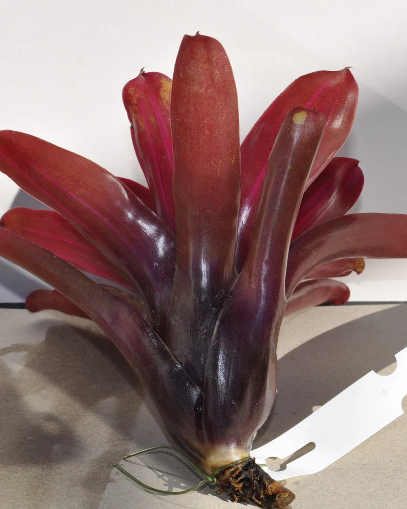 Neoregelia 'Iris'; bromelia purpúrea, apta para terrarios; Curiosarium; altura 15-18 cm, diámetro 12-15 cm