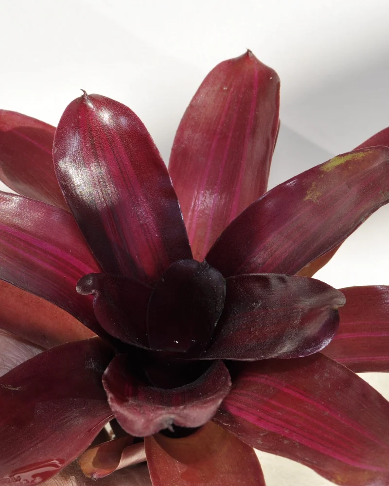 Neoregelia 'Iris'; bromelia purpúrea, apta para terrarios; Curiosarium; altura 15-18 cm, diámetro 12-15 cm
