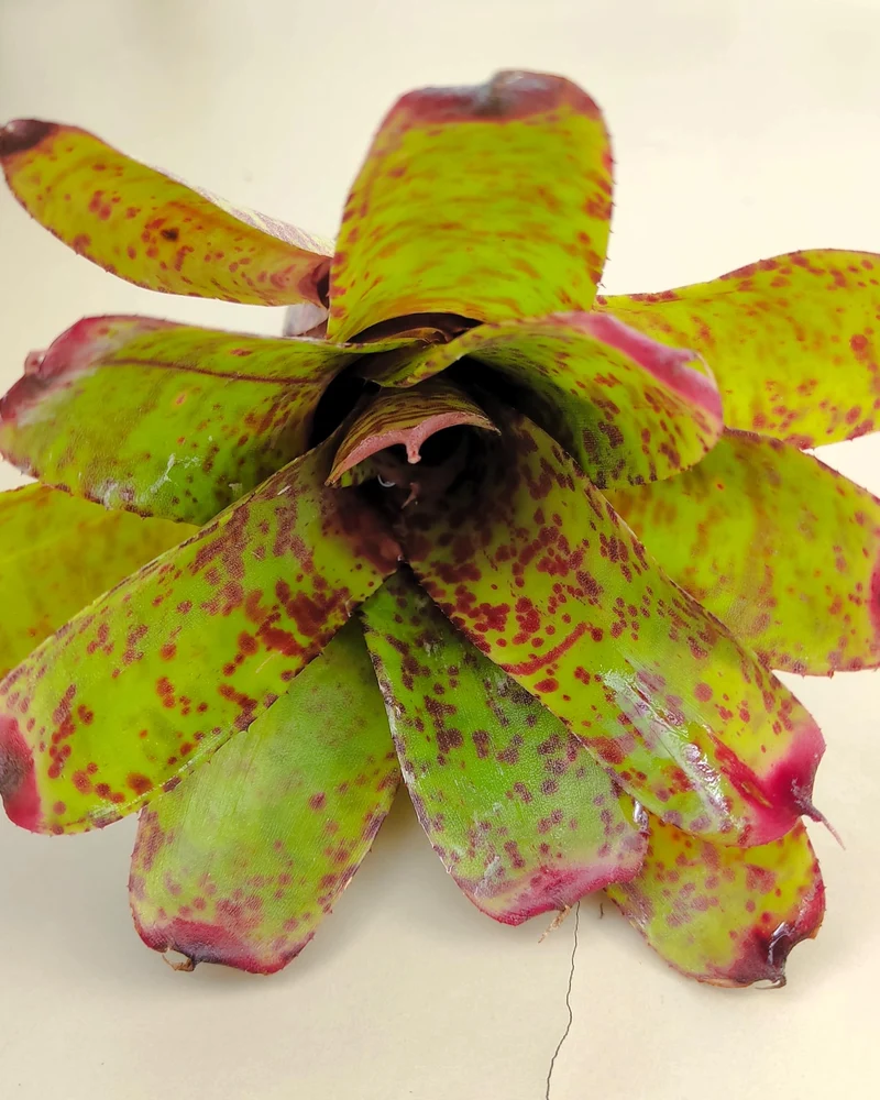 Neoregelia 'Guinea'; bromelia moteada; Curiosarium; altura 12 cm, diámetro 12 cm, sin sustrato