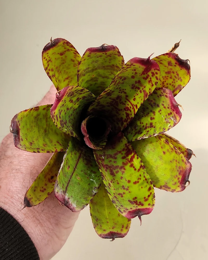 Neoregelia 'Guinea'; bromelia moteada; Curiosarium; altura 12 cm, diámetro 12 cm, sin sustrato