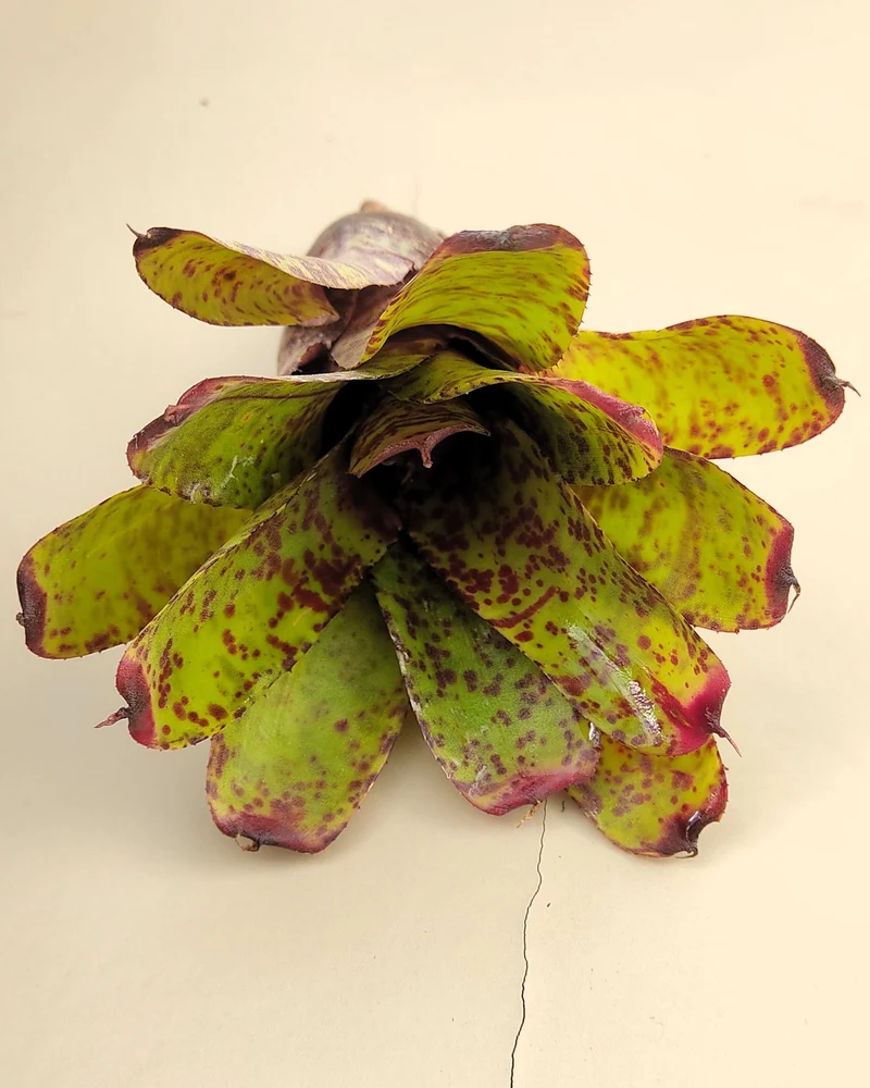 Neoregelia 'Guinea'; bromelia moteada; Curiosarium; altura 12 cm, diámetro 12 cm, sin sustrato