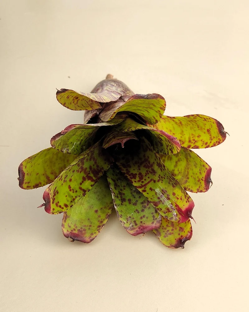 Neoregelia 'Guinea'; bromelia moteada; Curiosarium; altura 12 cm, diámetro 12 cm, sin sustrato
