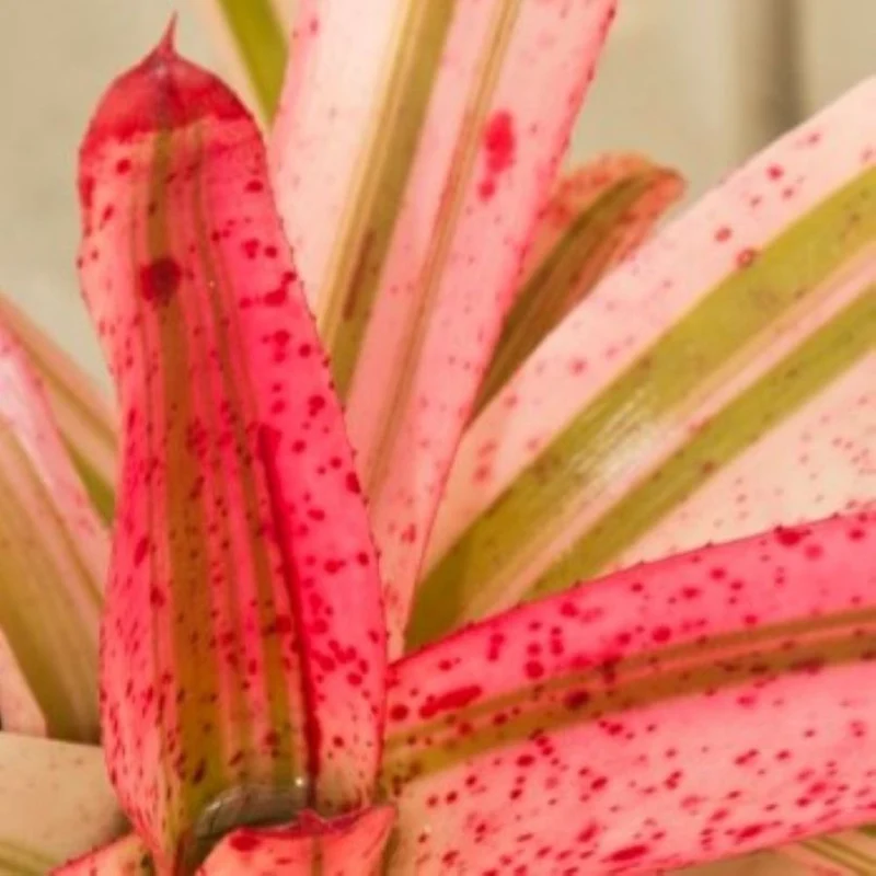 Neoregelia 'Iphigenie'; bromelia multicolor; Curiosarium; altura 28-30 cm, diámetro 15-20 cm, sin sustrato