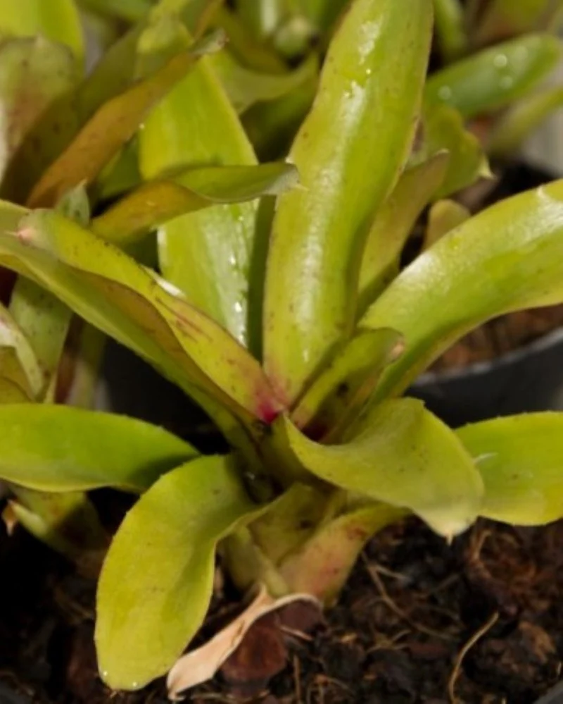 Neoregelia 'Chiquita Linda'; bromelia miniatura, apta terrarios; Curiosarium; altura 7 cm, diámetro 7 cm, sin sustrato