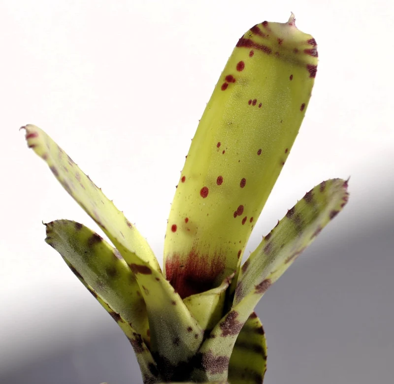 Neoregelia ampullacea tigrina; bromelia punteada; Curiosarium; altura 15-18 cm, diámetro 5-8 cm, sin sustrato