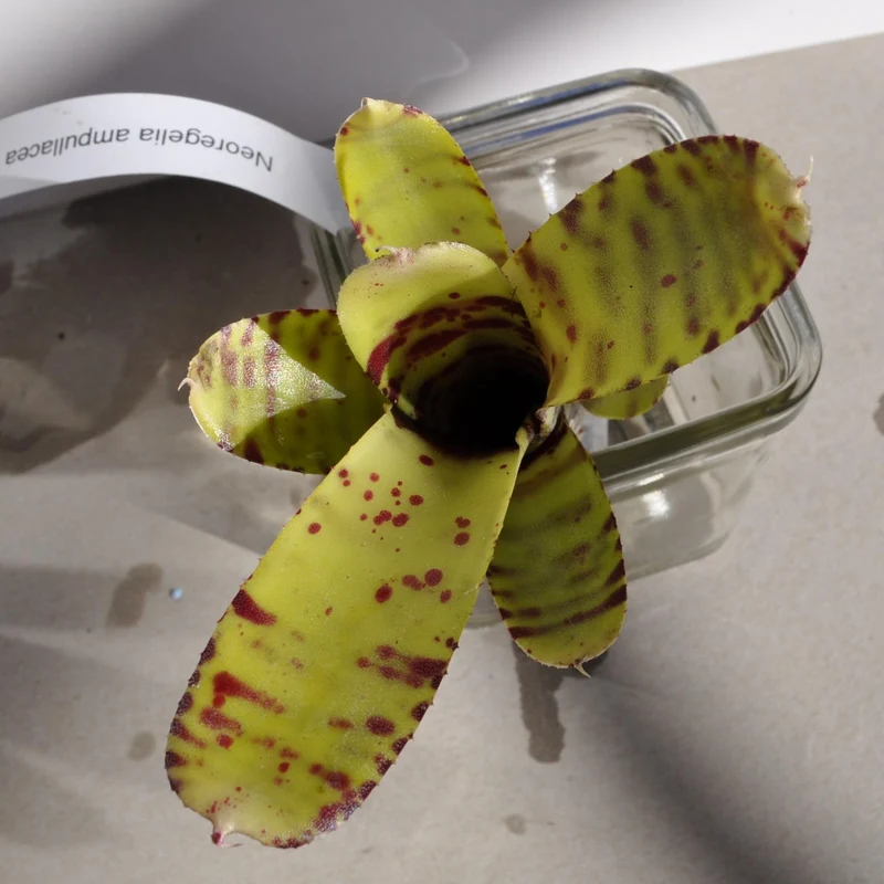 Neoregelia ampullacea tigrina; bromelia punteada; Curiosarium; altura 15-18 cm, diámetro 5-8 cm, sin sustrato