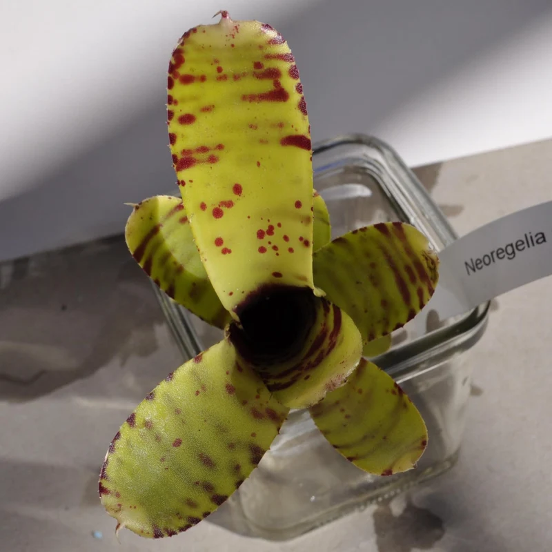 Neoregelia ampullacea tigrina; bromelia punteada; Curiosarium; altura 15-18 cm, diámetro 5-8 cm, sin sustrato