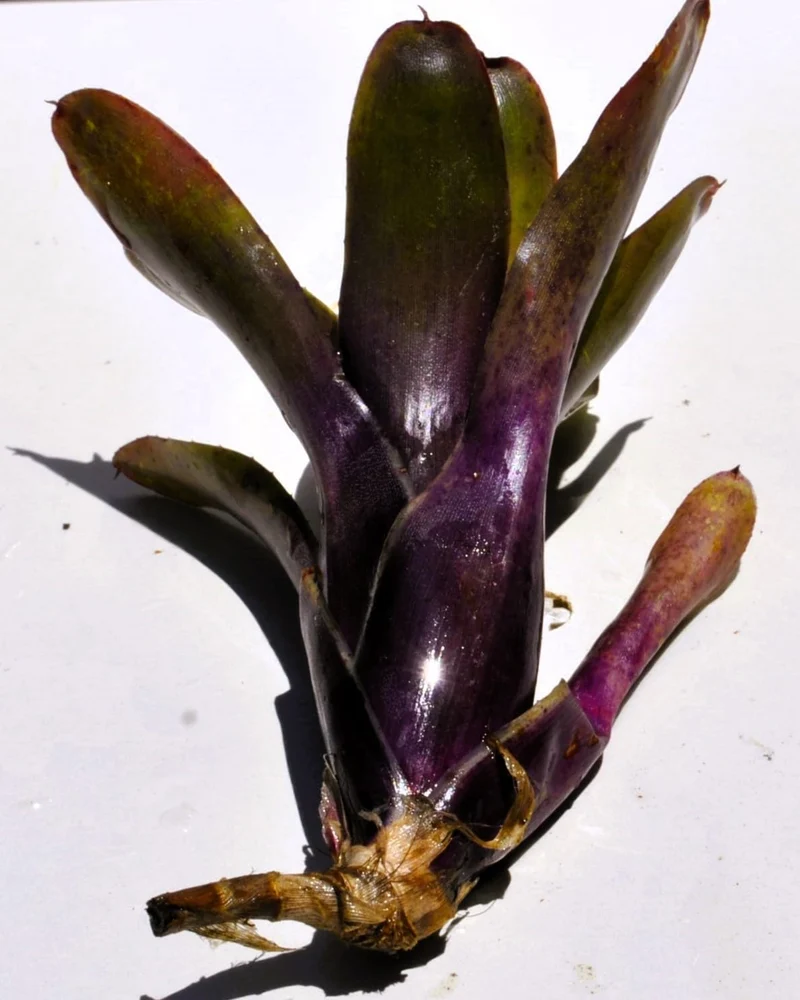 Neoregelia 'Mephisto'; bromelia verde y púrpura, adecuada para terrarios; Curiosarium; altura 12 cm, diámetro 8 cm