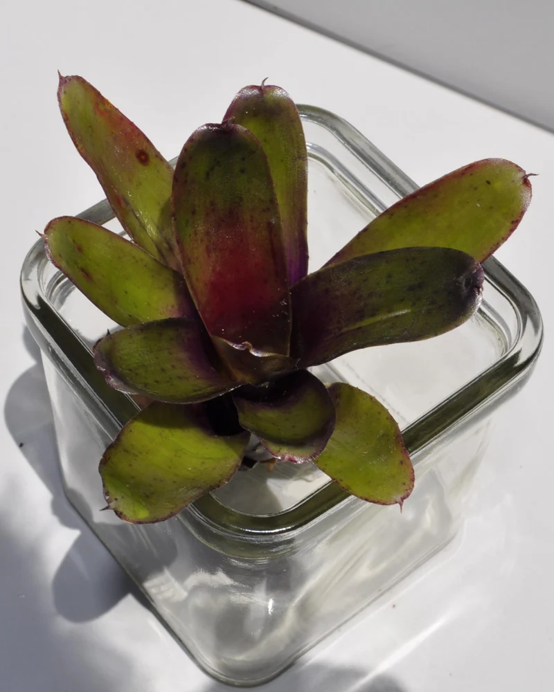 Neoregelia 'Mephisto'; bromelia verde y púrpura, adecuada para terrarios; Curiosarium; altura 12 cm, diámetro 8 cm