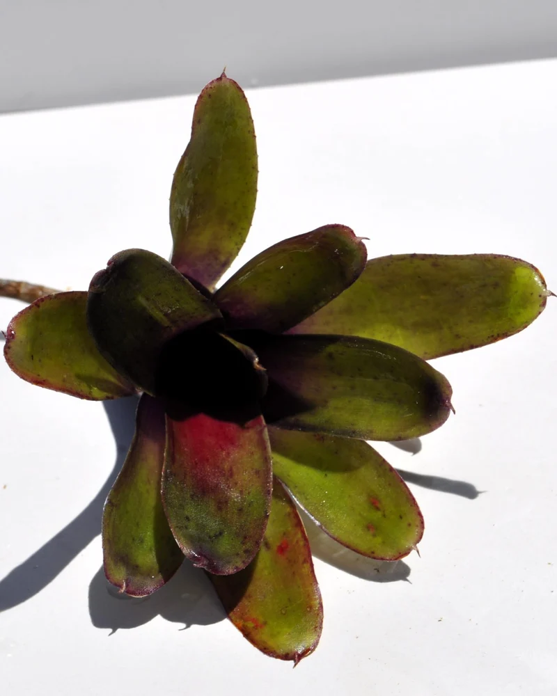 Neoregelia 'Mephisto'; bromelia verde y púrpura, adecuada para terrarios; Curiosarium; altura 12 cm, diámetro 8 cm
