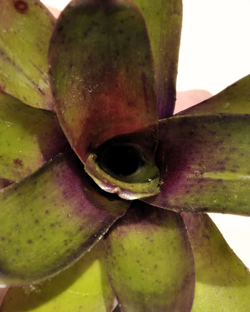 Neoregelia 'Mephisto'; bromelia verde y púrpura, adecuada para terrarios; Curiosarium; altura 12 cm, diámetro 8 cm