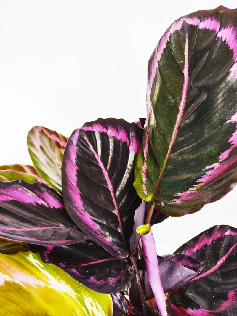 Calathea Roseopicta | Altura 45cm - Diámetro 14cm