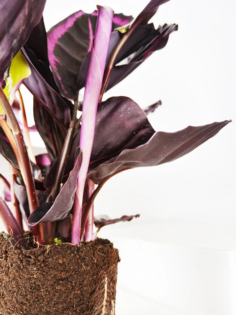 Calathea Roseopicta | Altura 45cm - Diámetro 14cm