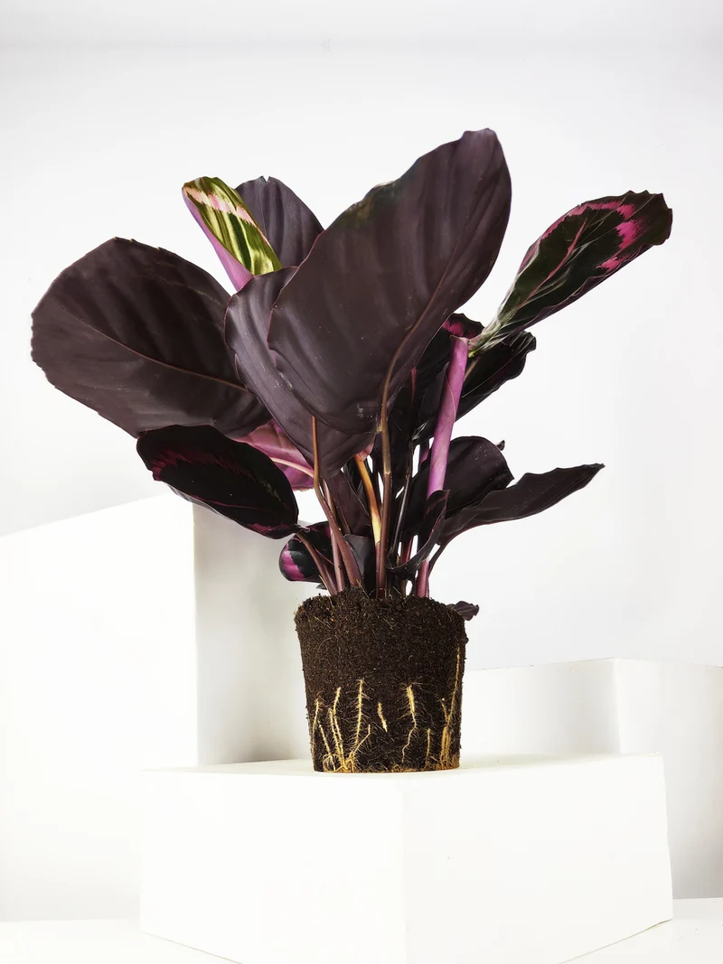 Calathea Roseopicta | Altura 45cm - Diámetro 14cm