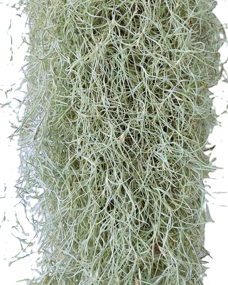 Tillandsia usneoides L (barba de viejo); planta del aire, larga y ancha; Curiosarium; Largo 60-70 Cm; Diám. 15-20 Cm