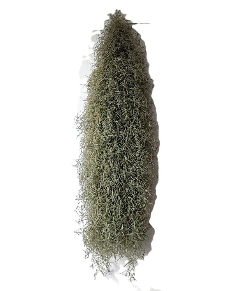 Tillandsia usneoides L (barba de viejo); planta del aire, larga y ancha; Curiosarium; Largo 60-70 Cm; Diám. 15-20 Cm