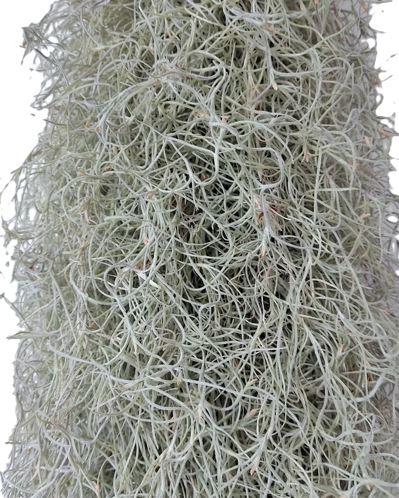 Tillandsia usneoides L (barba de viejo); planta del aire, larga y ancha; Curiosarium; Largo 60-70 Cm; Diám. 15-20 Cm